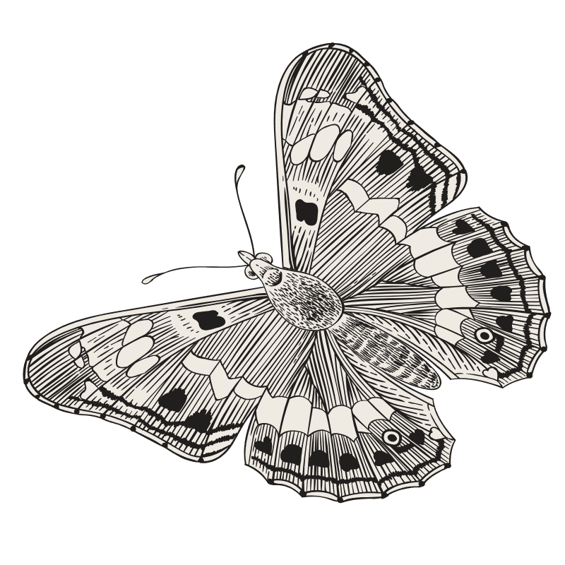 Butterfly Logo